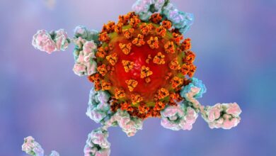 Photo of Coronavirus: por qué los anticuerpos desaparecen después de una infección de covid-19 (¿ puede ocurrir lo mismo con las vacunas?)