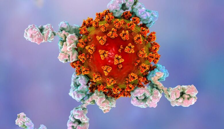 Photo of Coronavirus: por qué los anticuerpos desaparecen después de una infección de covid-19 (¿ puede ocurrir lo mismo con las vacunas?)