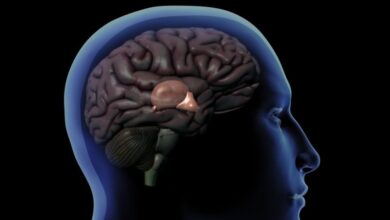 Photo of Cómo funciona la glándula pineal, el enigmático órgano que regula nuestro sueño
