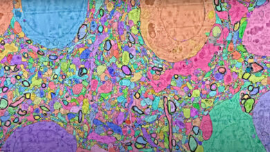Photo of El mapa de sólo un 1 milímetro cúbico del cerebro ocupa 700.000 millones de páginas