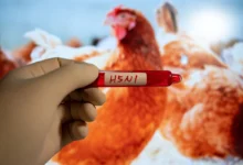 Photo of El brote de gripe aviar no representa ningún riesgo para la seguridad del suministro de alimentos de Estados Unidos, dicen los expertos