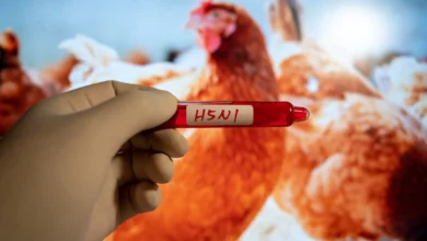 Photo of El brote de gripe aviar no representa ningún riesgo para la seguridad del suministro de alimentos de Estados Unidos, dicen los expertos