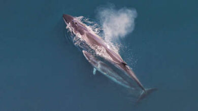 Photo of La ballena sei reaparece frente a las costas de Argentina tras casi un siglo