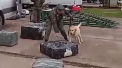 Photo of VIDEO: El olfato de una perra frustra envío de 100 kilos de droga en Argentina