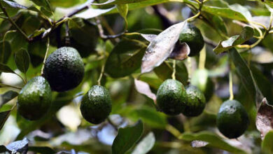 Photo of ¿Aguacates en peligro?: revelan la amenaza que se cierne sobre el ‘oro verde’