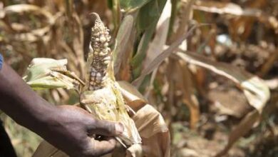 Photo of La peor sequía en cuatro décadas deja a un país africano casi sin cosecha de maíz