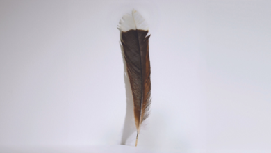 Photo of Más cara que el oro: Venden una pluma de un ave extinta por una cifra récord