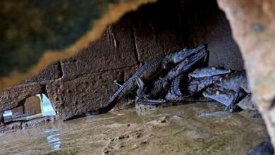 Photo of Los reptiles endémicos del Orinoco que Venezuela busca sacar del peligro de extinción