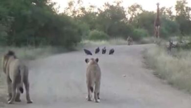 Photo of VIDEO: Tenso e incómodo encuentro entre 2 leones, 4 buitres, una hiena y una jirafa