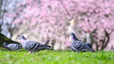 Photo of Una ciudad alemana decide exterminar a sus palomas