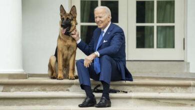 Photo of Biden habría presenciado varios ataques de su perro al personal del Servicio Secreto