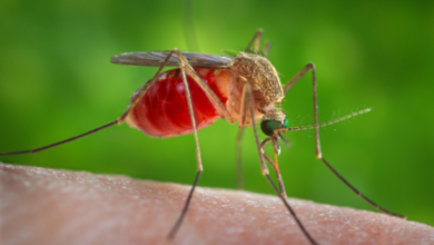 Photo of Alerta en Latinoamérica por un virus poco conocido que se contagia por la picadura de mosquitos