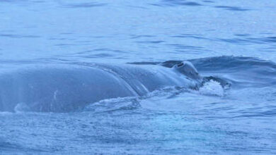 Photo of Final feliz: salvan en Rusia a la ballena jorobada que pasó días en redes de pesca