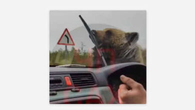 Photo of VIDEO: El angustioso momento en que un oso ataca un coche con gente dentro en Rusia