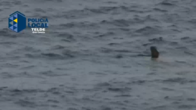 Photo of VIDEO: Un tiburón siembra el pánico en una playa de España