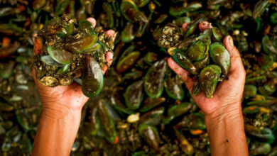 Photo of Hallan un material peligroso para la salud en ostras y mejillones