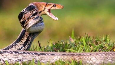 Photo of Serpiente muere por la mordedura de un hombre