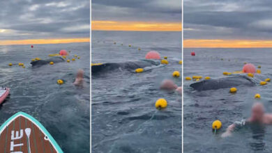 Photo of VIDEO: Rescatan a una ballena y ahora se enfrentan a una multa