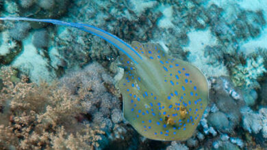 Photo of Revelan el origen de misteriosas manchas de color azul eléctrico de las rayas de arrecife