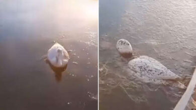 Photo of Animales se congelan en el agua por el frío extremo en Argentina (VIDEO)