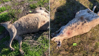 Photo of Hallan al menos 65 canguros baleados o embestidos en Australia