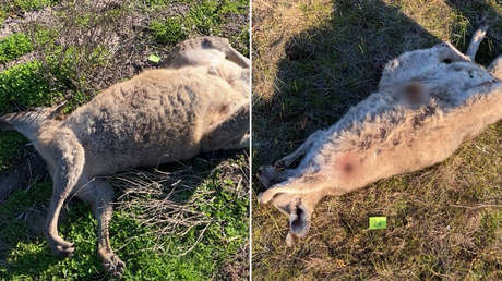 Photo of Hallan al menos 65 canguros baleados o embestidos en Australia