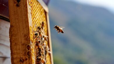 Photo of Meta quería construir un centro de datos nuclear pero las abejas tienen otros planes